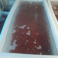 ماهی گلی قرمز|ماهی|قزوین, |دیوار