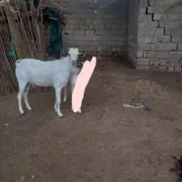 پازن