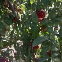 فروش زمین با مجوز گلخانه هیدروپونیک چاه نیمه عمیق|فروش دفتر صنعتی، کشاورزی، تجاری|کامیاران, |دیوار