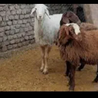 دنبلان بره تازه کشتار روز بهداشتی