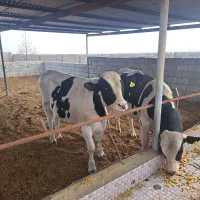 گوساله نر قابل معاوضه