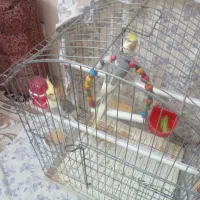 یک جفت عروس هلندی