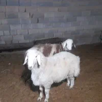 بره قوچ افشار پلنگی بروجردی|حیوانات مزرعه|یزد, |دیوار