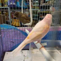 فروش موزایکی نر ریز خون چشم شرابی معاوضه با سهره|پرنده|جویبار, |دیوار