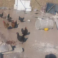 مرغ خروس|حیوانات مزرعه|تربتحیدریه, بالا ولایت|دیوار