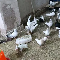 طوقی|پرنده|نهبندان, |دیوار