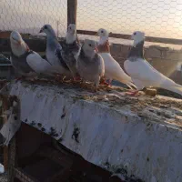 رنگی وتکپر|پرنده|گرگان, |دیوار