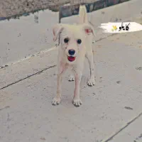 سگ پاکوتاه اشپیتز