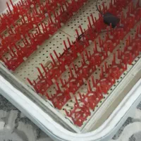 تخم نژاد ایام سمانی