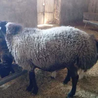 قوچ چینی نژاددار