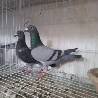 کفتر پلاکی و مسافتی