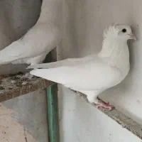کبوتر سفید کفتر|پرنده|قم, نیروگاه|دیوار