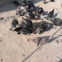 بوقلمون نروماده