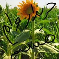 گل زیبا مصنوعی هر دو عکس را ببینید