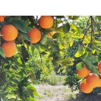 باغ-بالای-سرچشمه