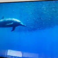 تعمیر کار تلویزیون ال سی دی و ال ای دی