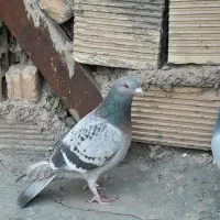 کفتر.   سبز.|پرنده|بیرجند, |دیوار