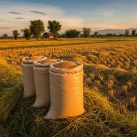 برنج هاشمی، از شالیزار شخصی