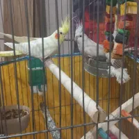 عروس هلندی نژاد دار|پرنده|شیراز, فرگاز|دیوار