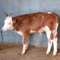 دوستانیکهدنبالگوساله یک دست هستنتماسب...|حیوانات مزرعه|بندر ترکمن, |دیوار