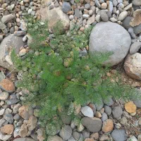 جاشیر اصلی انسانی