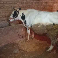 گاو|حیوانات مزرعه|بیرانوند, |دیوار