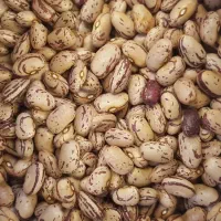 لوبیا چیتی درجه یک