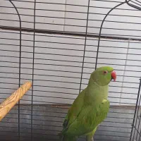 طوطی ملنگو|پرنده|ساوه, |دیوار