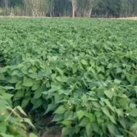 بذر مادرلوبیا چیتی پایه کوتاه ترکیه ۱به ۷۰