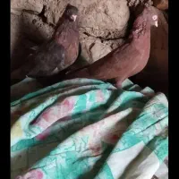 تافته ای ماده