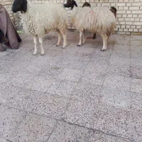 گوسفند بره|حیوانات مزرعه|اهواز, سیاحی(سه راه خرمشهر)|دیوار