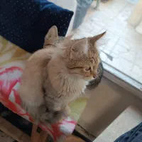 واگذاری رایگان دو عدد گربه