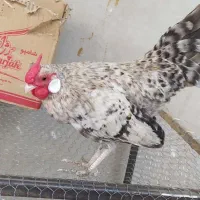 مرغ و خروس رز کامپ