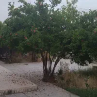 منزل جنب فروشگاه خانواده سه نبش هم شمالی و جنوبی|فروش خانه و ویلا|فردوس (خراسان), |دیوار