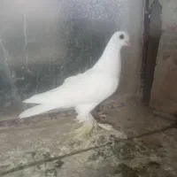 کبوتر و سهره