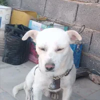 گمشده