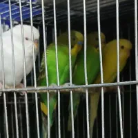 چهار‌عدد‌مرغ‌عشق