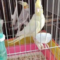 فروش و معاوضه تعدادی پرنده|پرنده|کرمان, |دیوار