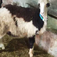 قوچ بره قوچ|اسب و تجهیزات اسب‌سواری|نهاوند, |دیوار