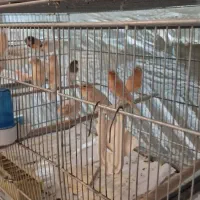 ۵۰تا قناری|پرنده|قم, در بهشت|دیوار