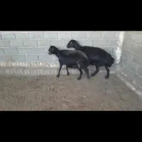 میش قزل افشار ۲ راس و ۲راس ترکی