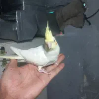 جوجه عروس دوماهه دستی و خانگی
