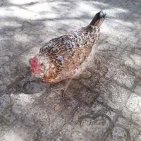 مرغ چهل جیل ریشی