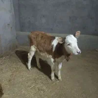 گوساله سیمینتال ماده