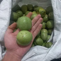 گردو درشت درجه یک