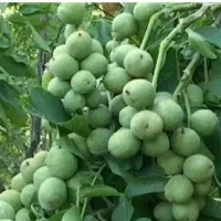 پیش فروش نهال های خوشه ای آغاز شد|خدمات باغبانی و درختکاری|شیراز, آزادگان|دیوار