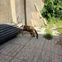 گربه گمشده با مژدگانی بیست میلیون تومانی|حیوانات|بروجرد, |دیوار