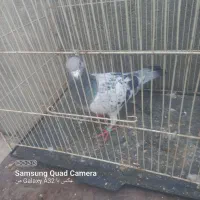 ۶تا کفتر قلمرو مقبول