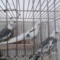 عروس هلندی