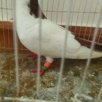 کفتر نر مست